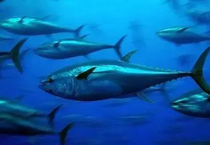 金枪鱼一生都在游泳,金枪鱼一生都要游动吗