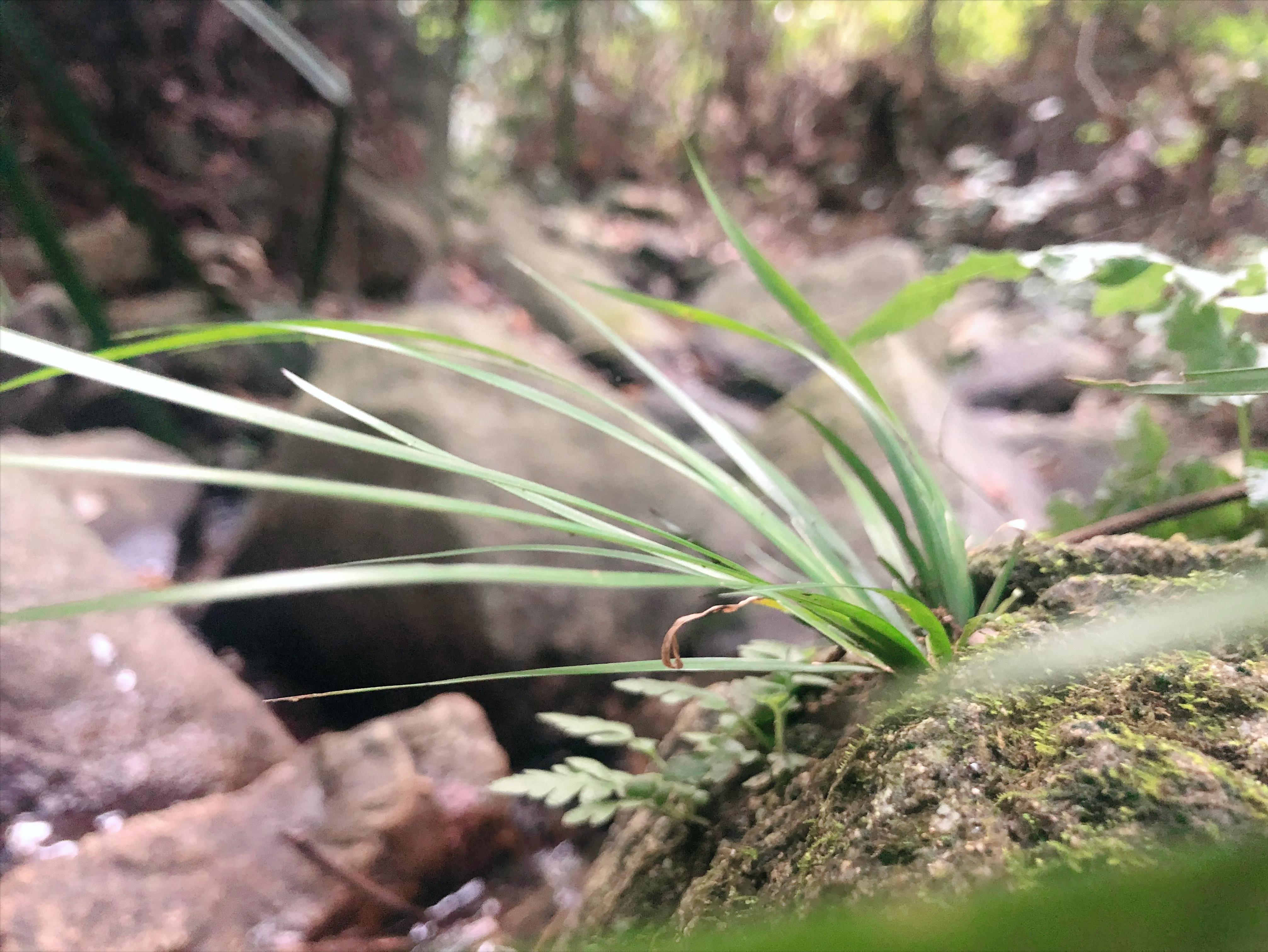 深山野岭野生植物,深山老林野菜植物
