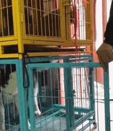 什么狗能打得过二哈,一群狗打二哈吓腿软