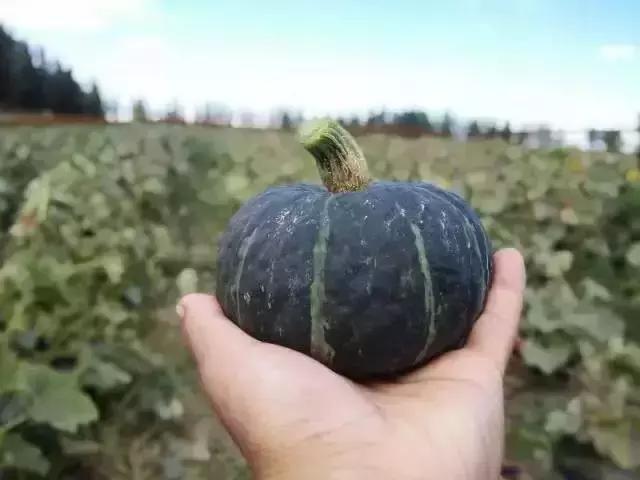 新疆贝贝南瓜的种植方法,好吃贝贝南瓜种植技术