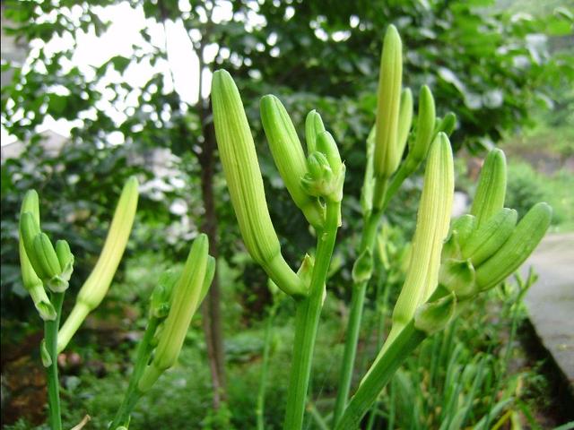 上等的山珍,上等山珍国宾菜