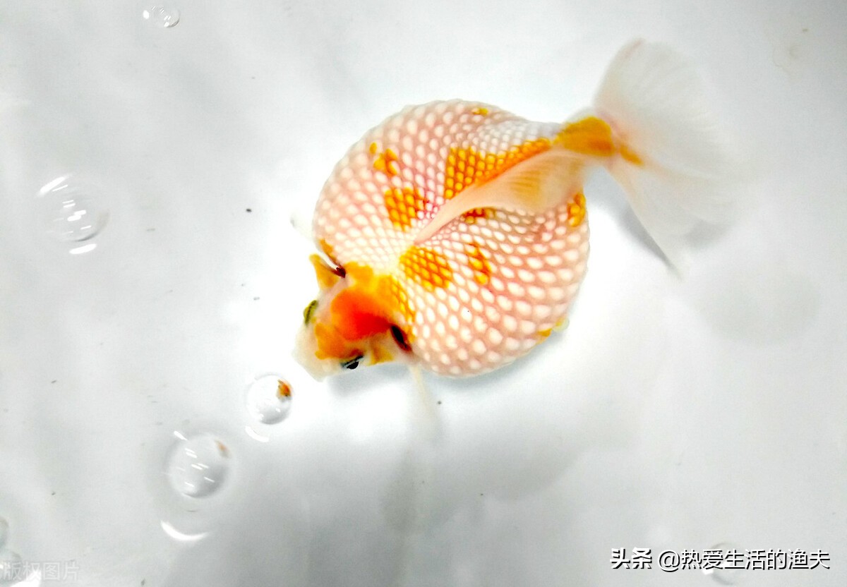 金鱼要怎么养才能活久一点,金鱼要怎么养才能活得更久