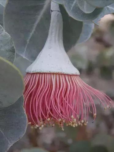 桉树风景图片,西澳桉树花