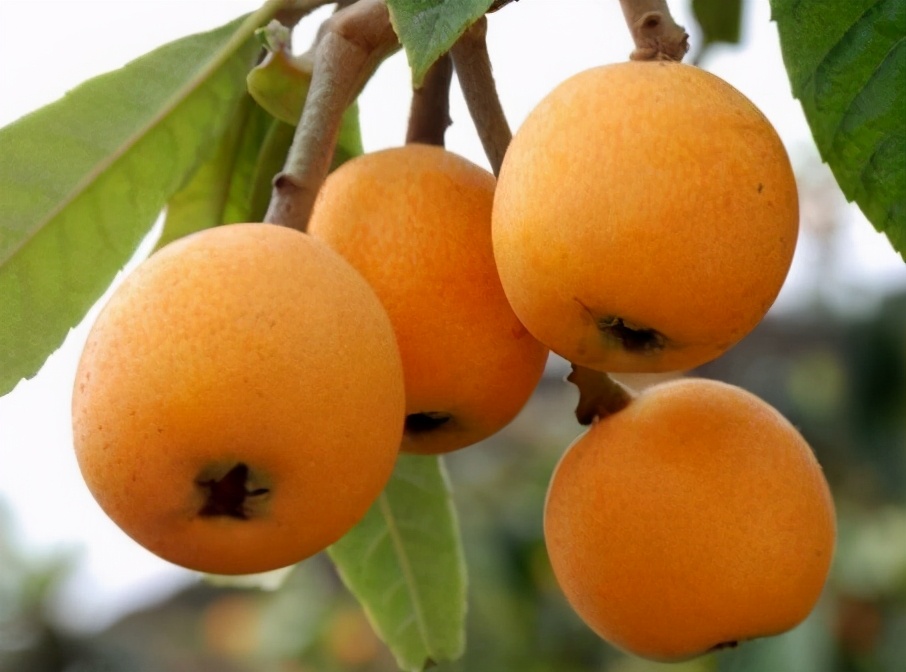 夏季遇到这碱性水果别错过,含碱性高的食物和水果蔬菜有哪些