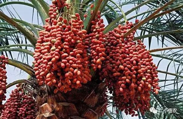 进口高端水果种植,种植技术难经济效益高的水果