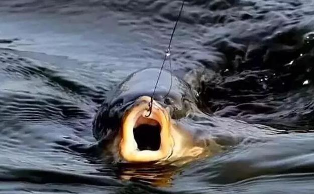 如何避免一上鱼就拔河,钓鱼如何避免拔河