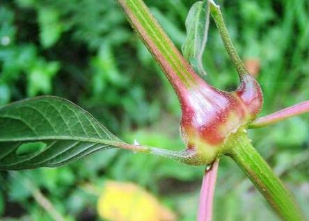 叶似薄荷,根像人参,俗称“小人参”,若山里见了,莫犹豫挖回家