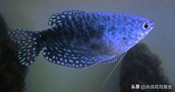 推荐一些好养的漂亮的小型热带鱼 (十大最好养又好看的热带鱼)