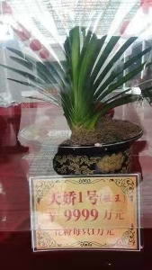 君子兰怎么养最好看看专家怎么说,最贵君子兰9999万图片