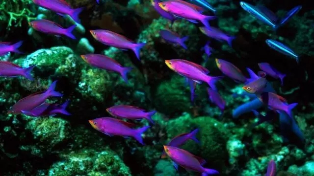 人见人爱观赏鱼,人见人爱的观赏鱼