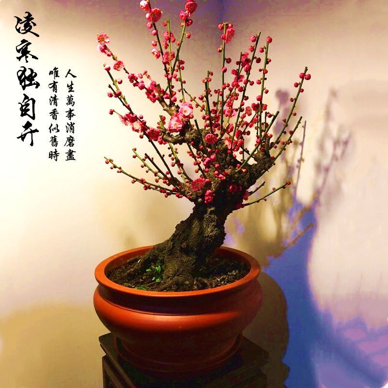 红梅花盆景大全,红梅盆景结顶造型图片