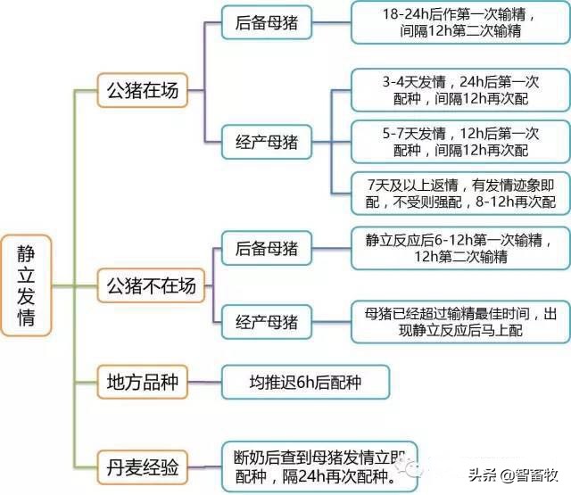 母猪的输精准备,母猪的输精方法及操作要点