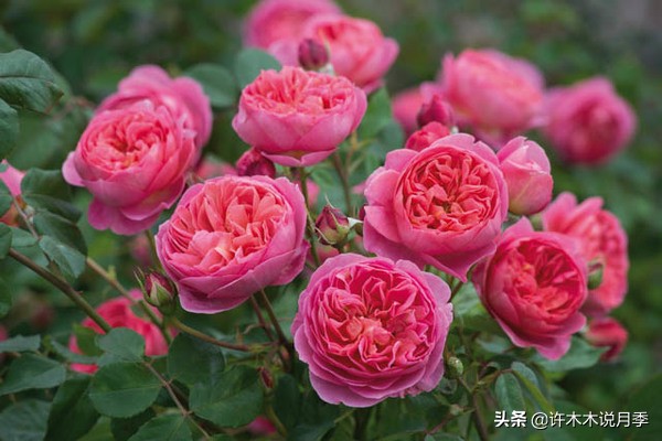 月季叶子发黄别让月季枯萎在手里,月季为什么长着黄叶死掉