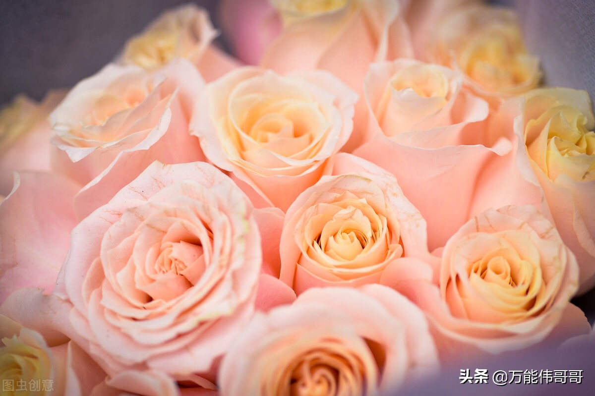 玫瑰的世界剧照,玫瑰的世界钢琴版