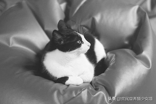 猫咪一学就会，百叫百灵的猫咪应答训练，铲屎官快来补课