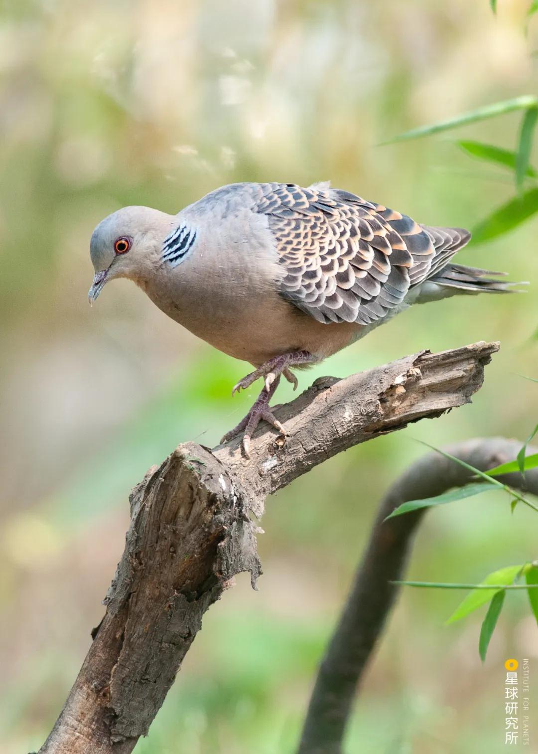 林草领域知识图谱,林草科普专业术语