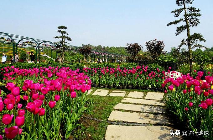 成都周边适合秋天看花的地方,成都周边看花攻略国庆节