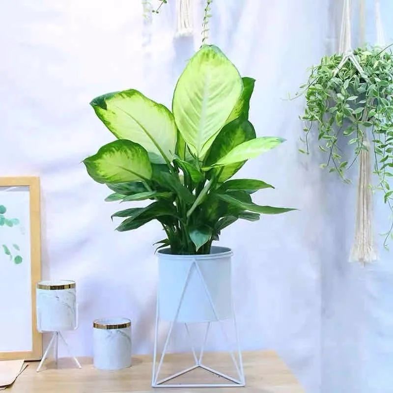 聪明人只爱这3种花卉视频,聪明人都在养的5种花香雪兰