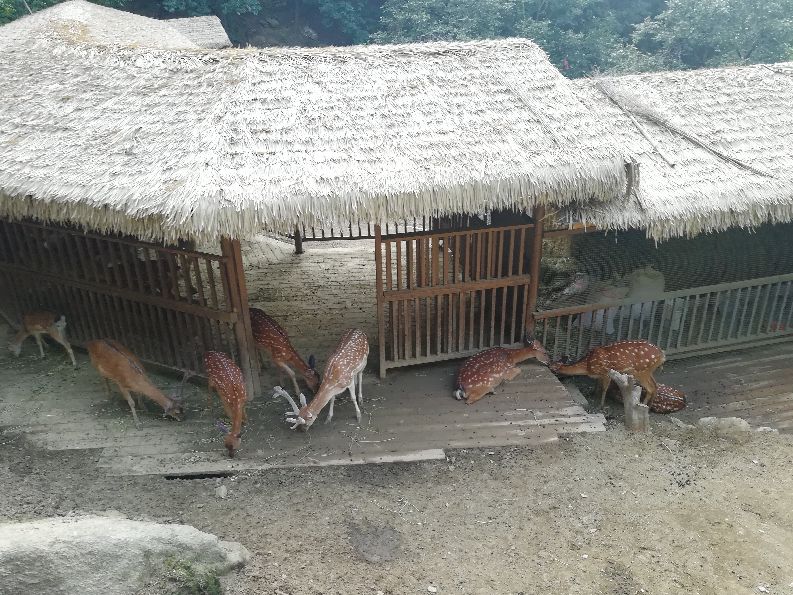 洛阳栾川竹海野生动物园值得去吗,洛阳栾川竹海野生动物园都有什么