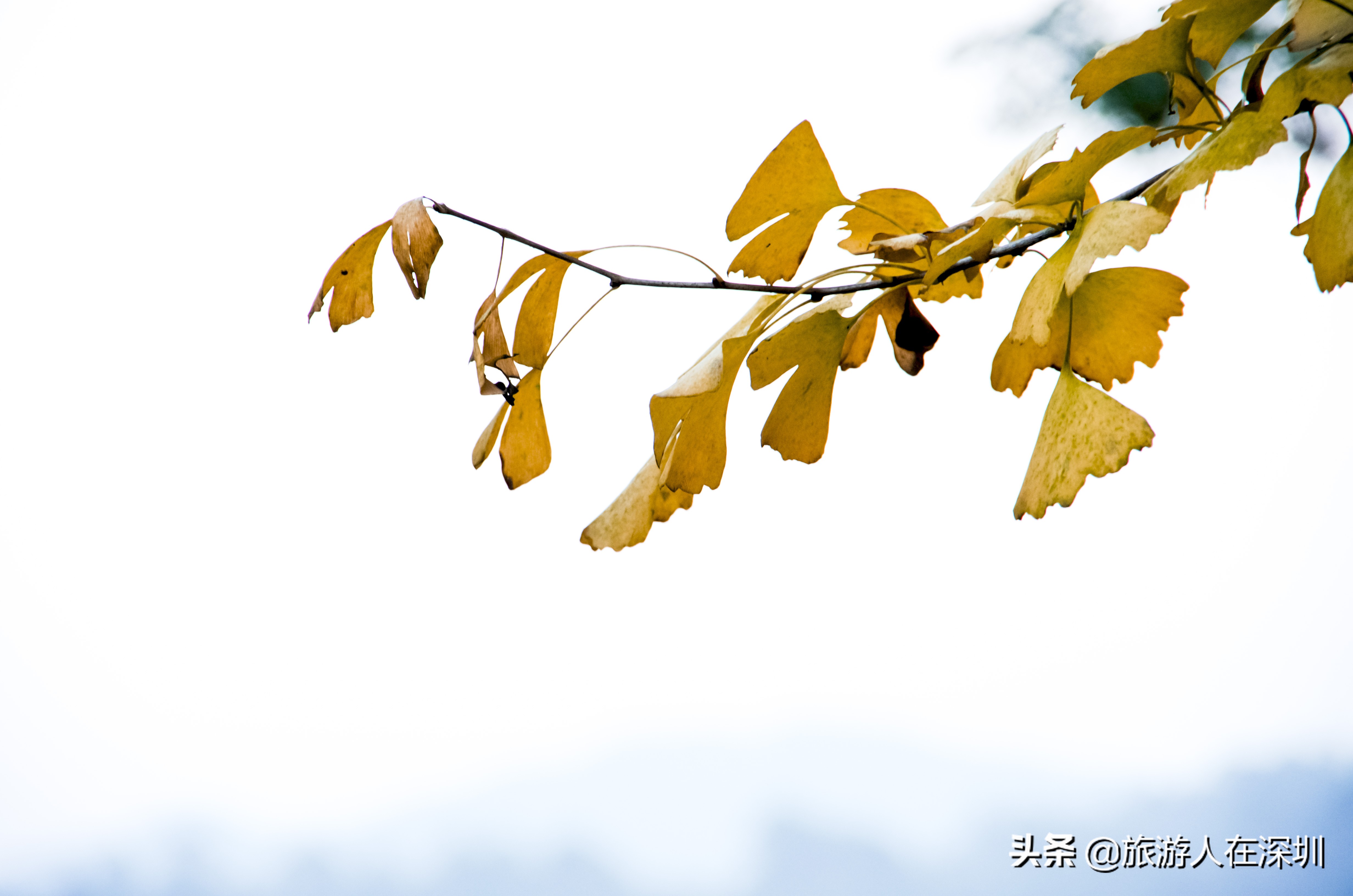 南雄看银杏一日游,去南雄看银杏叶哪里好看点