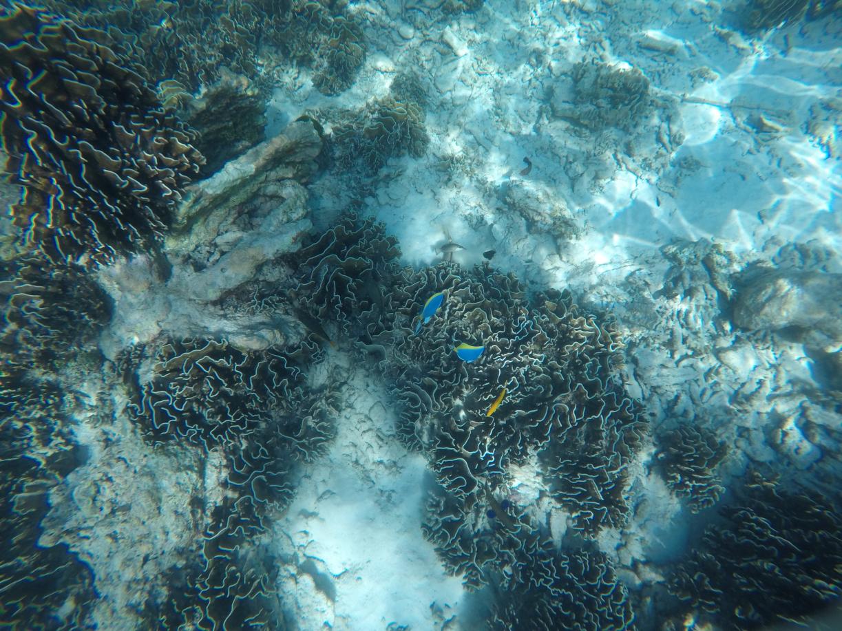 泰国普吉岛斯米兰岛旅游攻略,泰国旅游普吉岛的夏天皮皮岛浮潜