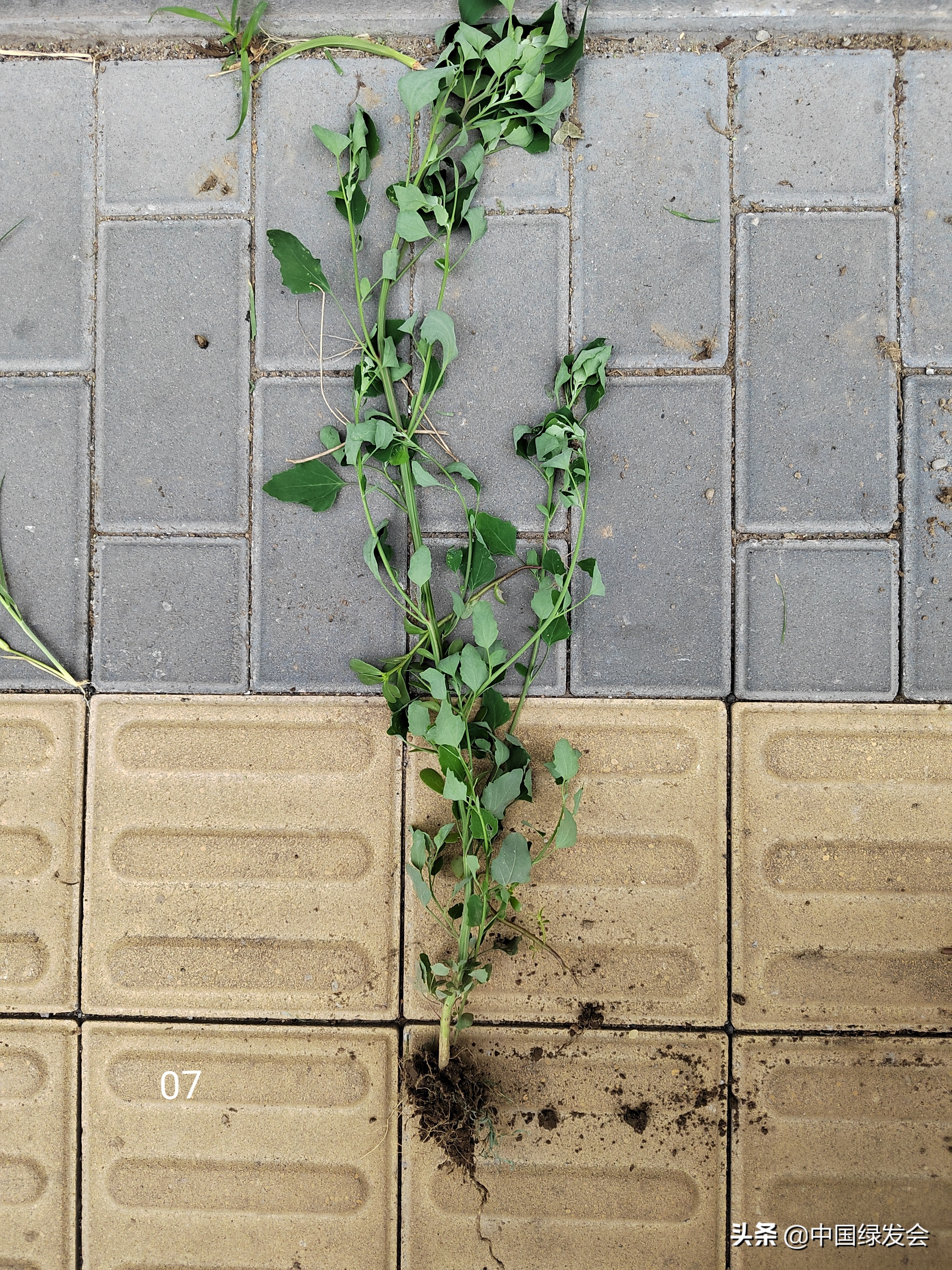 去野草留“精华”，整齐划一的草坪如何体现北京生物多样性？