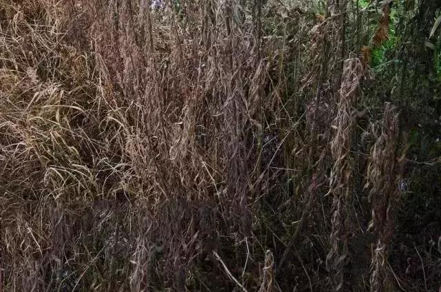 草铵膦能治香附子吗,草铵膦加什么药可以根除顽固杂草