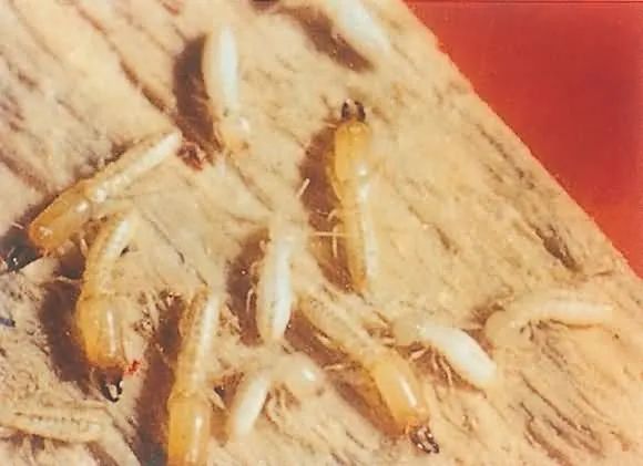 白蚁预防处理办法,白蚁防治怎么操作