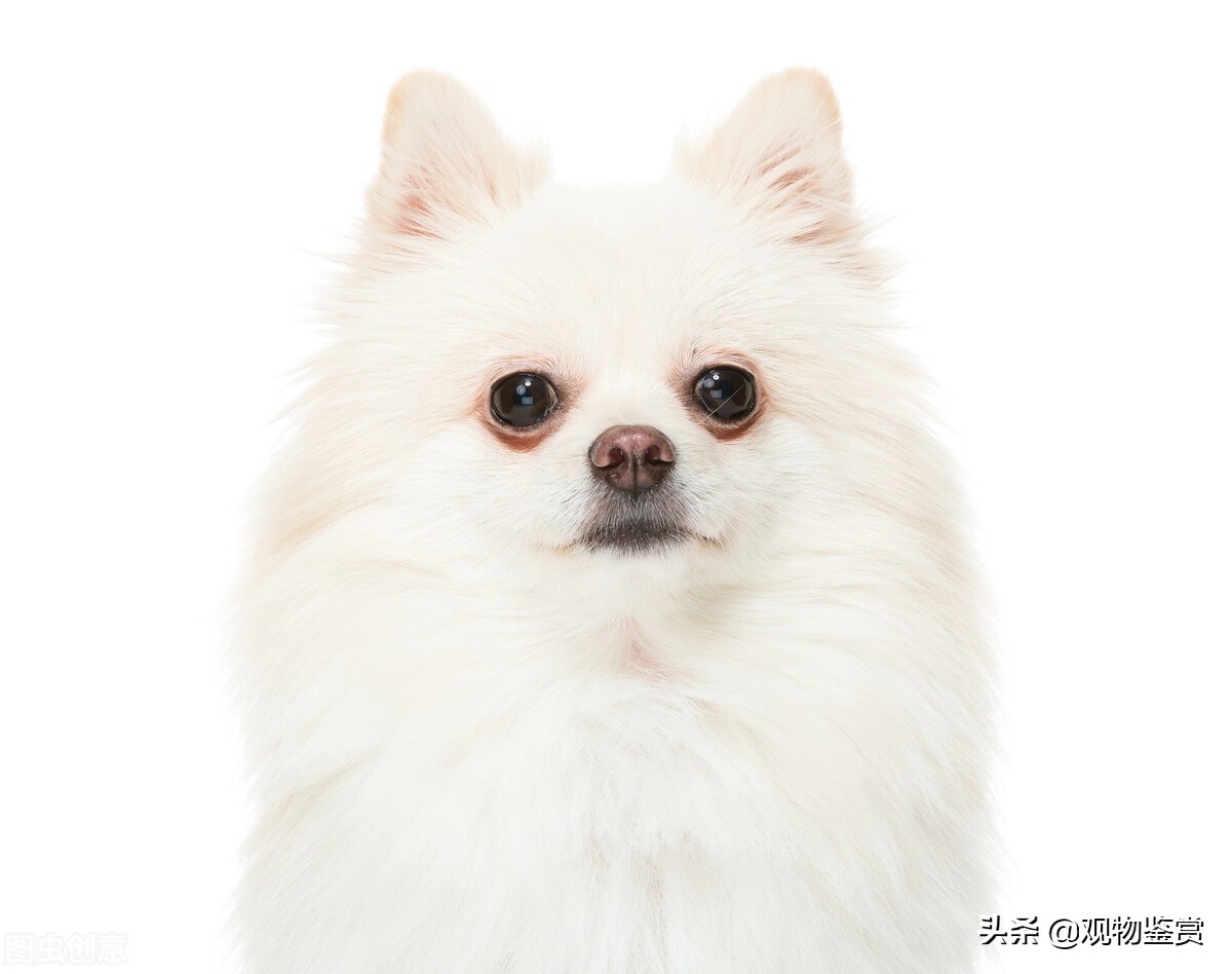 十大无异味的狗品种有哪些,不常见的黄毛狗品种有