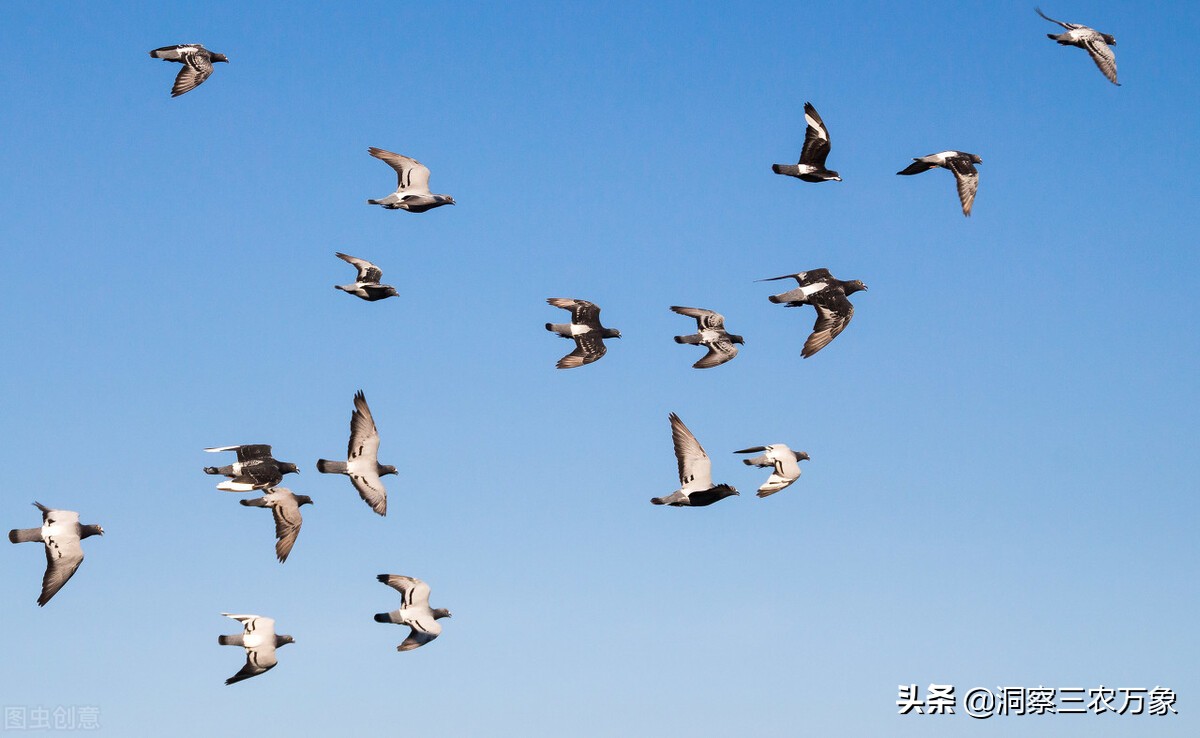 小鸽子怎么养才是正确方法,鸽子怎样养才能养好