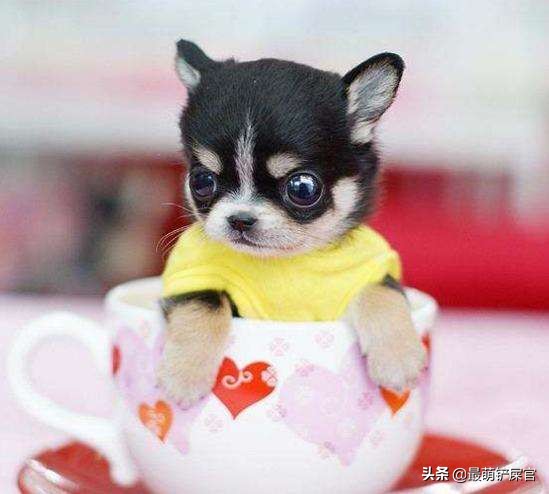 茶杯犬的痛苦,茶杯犬到底有多痛苦