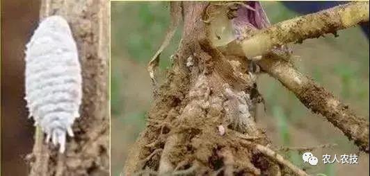 玉米苗期病害大全,玉米苗期常见病虫害汇总