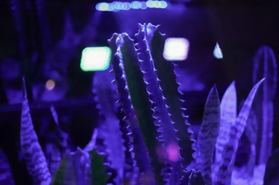 成都网红树屋,网红树屋成都