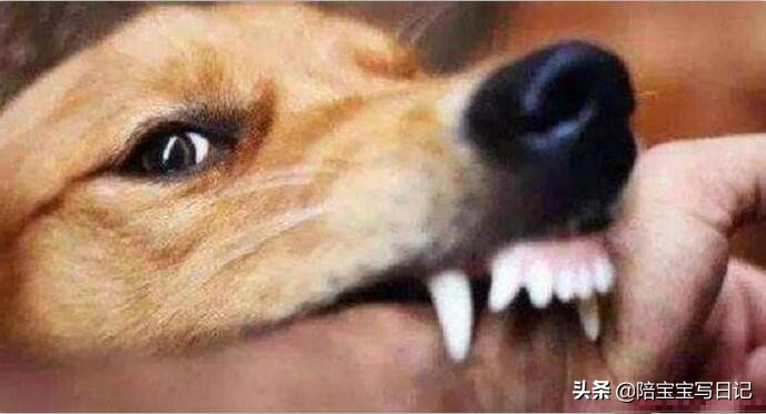 狗十三电影具体对策,狗十三观众影评