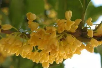 各月出生花,农历几月几日出生代表什么花