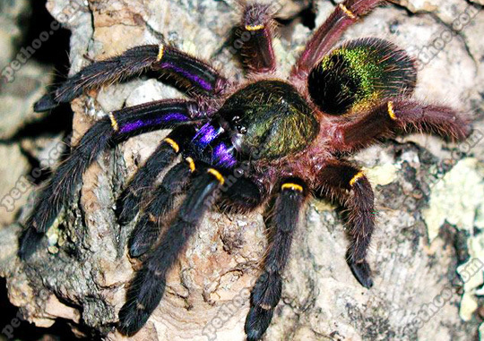 在野外奇形怪状的蜘蛛,各种宠物蜘蛛图片