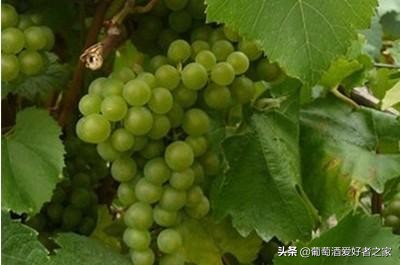 2017年拉菲传奇波尔多葡萄红酒700ml,拉菲传奇波尔多葡萄品种