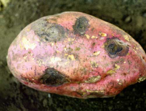 红薯储存不当，易发软腐病——红薯储存要从采收开始把控