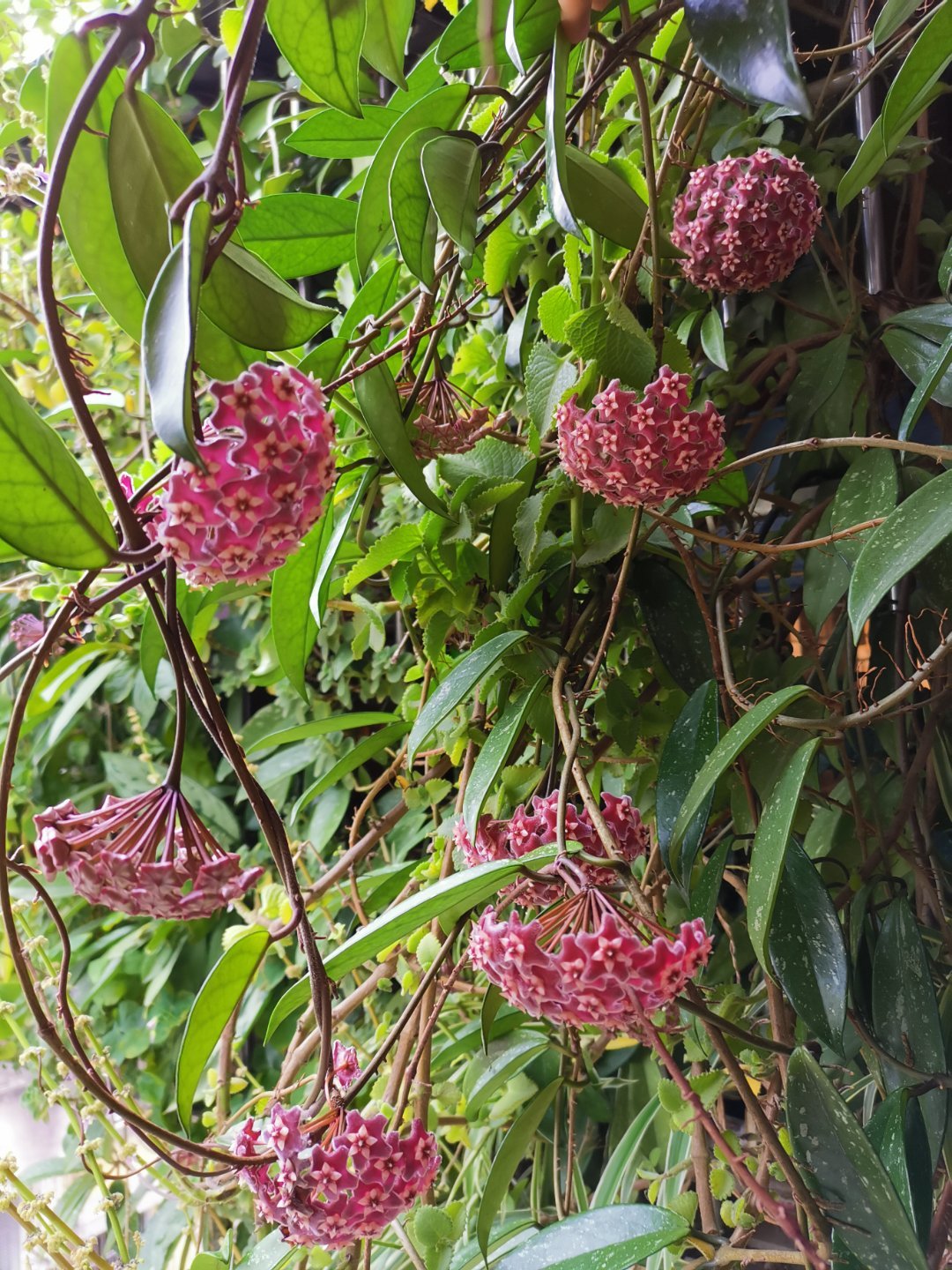 球兰生长缓慢打出花苞后不动了,球兰花快速生长