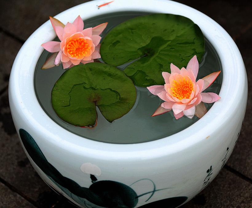 睡莲的养护养花小技巧图片,睡莲的营养液可以给富贵竹用吗