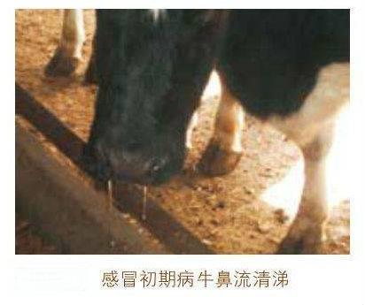 肉牛体温低如何治疗,肉牛牛犊发烧怎么治疗