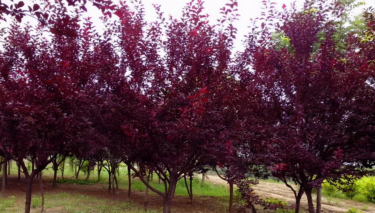 2022年最值钱紧缺的苗木是啥,什么苗木最值钱又好养