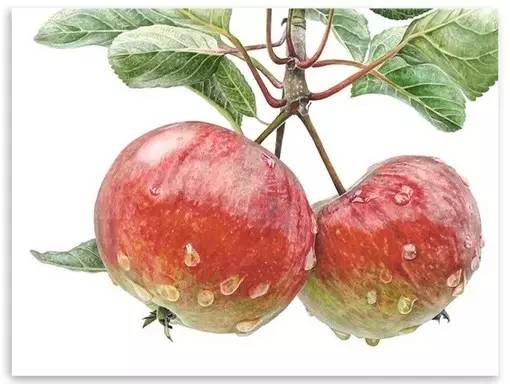 超写实绘画真实吗,超写实的植物绘画