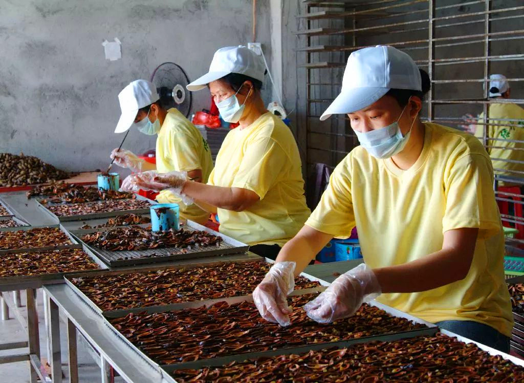 槟榔属于软性毒品吗,槟榔的危机有多大