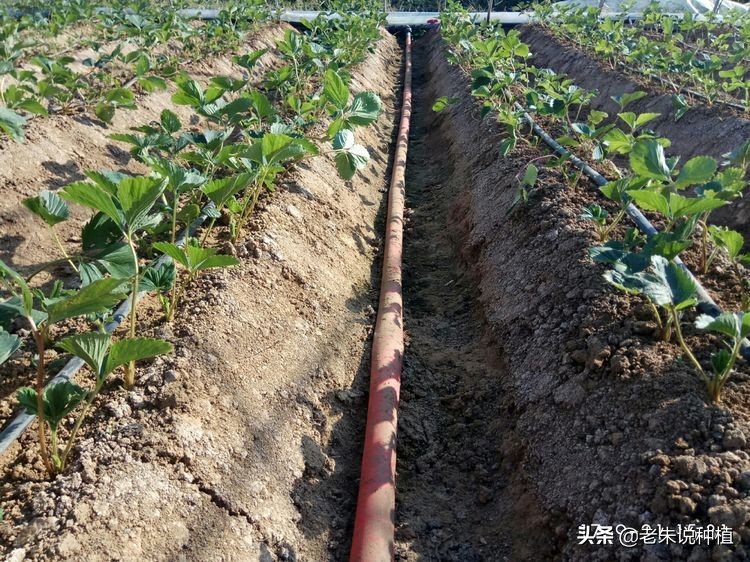 液体水溶肥和粉剂肥哪个好,水溶肥施什么水好