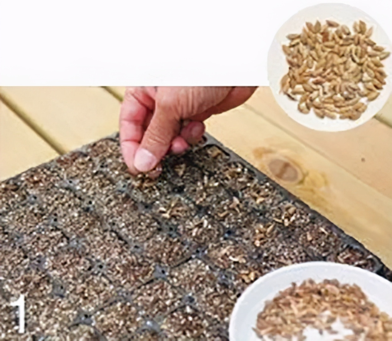 “大米熟了”，不是锅里煮的，而是阳台上栽的，一起来采摘吧