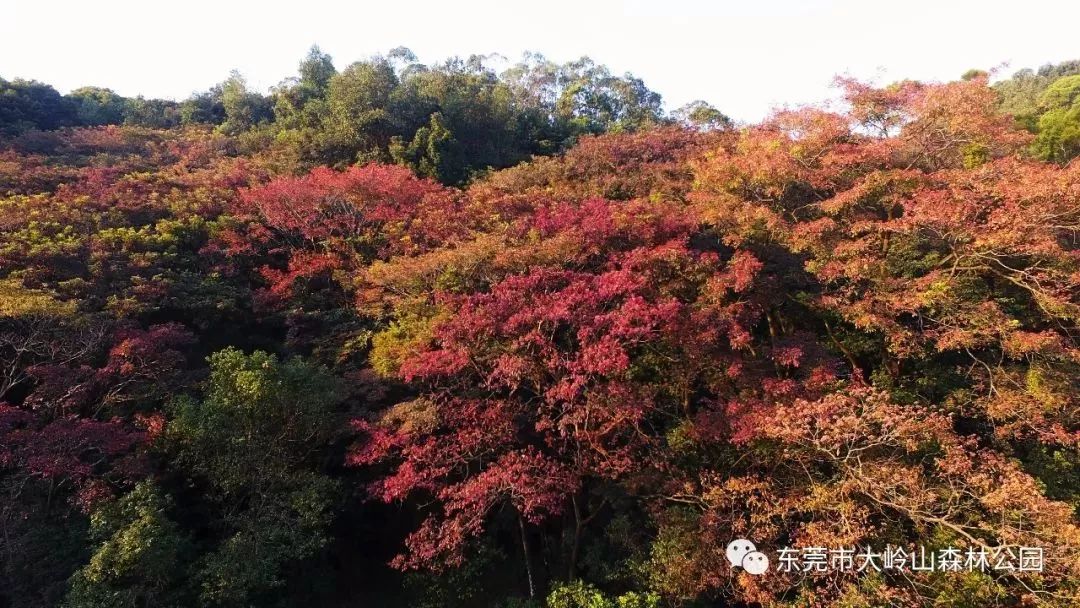 东莞周边11月份赏红叶好去处,东莞观音山看红叶攻略