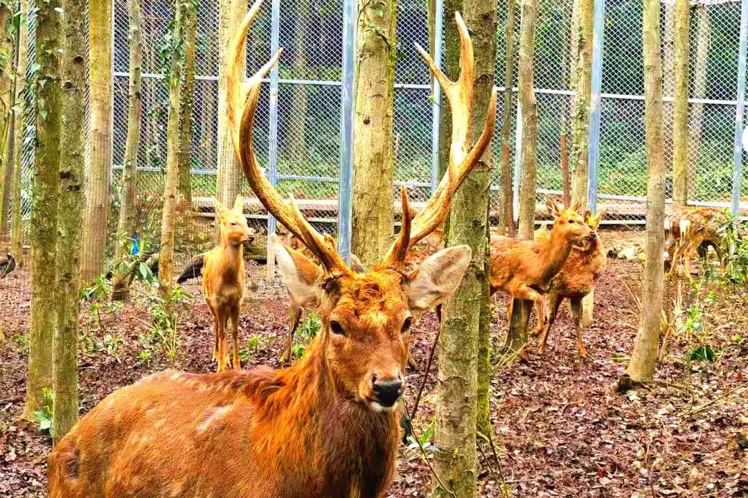 收获趣爽夏日！养生谷第二届蓝莓采摘节完美落幕，避暑嗨玩就在养生谷