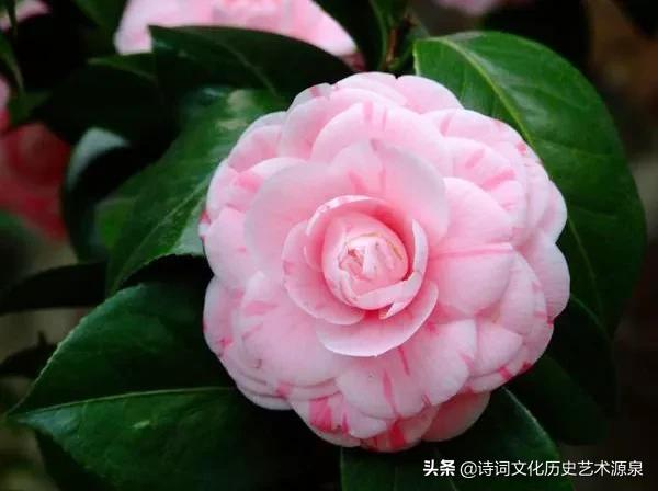 2016～2020年总成绩单，交遍知音天下友，富足文化百家言