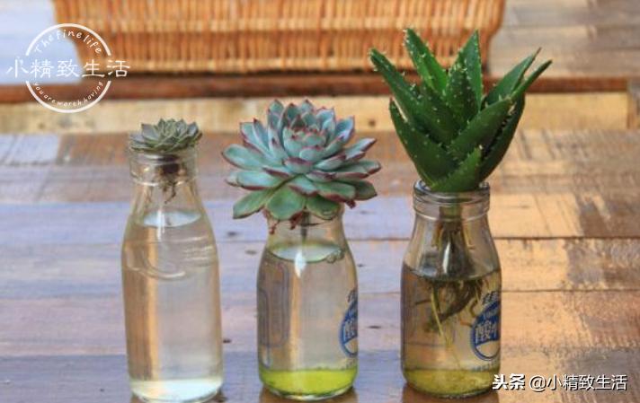 买来的植物没有根,买回多肉没根